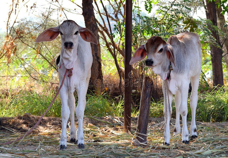 This is a photograph of two baby domestic Indian cows, i.e., calves, tied to posts under shelter... Goshala is a protective shelter for cows in India... Cattle is also used to dairy farming. This is a photograph of two baby domestic Indian cows, i.e., calves, tied to posts under shelter... Goshala is a protective shelter for cows in India... Cattle is also used to dairy farming...