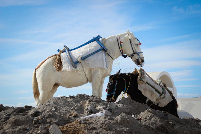 Deux ânes dans un beau harnais sur l'île de Santorini photos libres de droits Deux ânes dans un beau harnais sur l'île de Santorini photos libres de droits