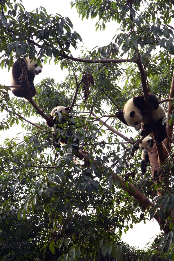 Dev Panda stok görseller