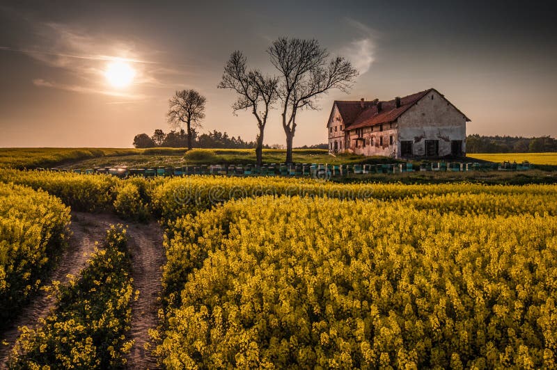 Devastated farm with hives on canola field