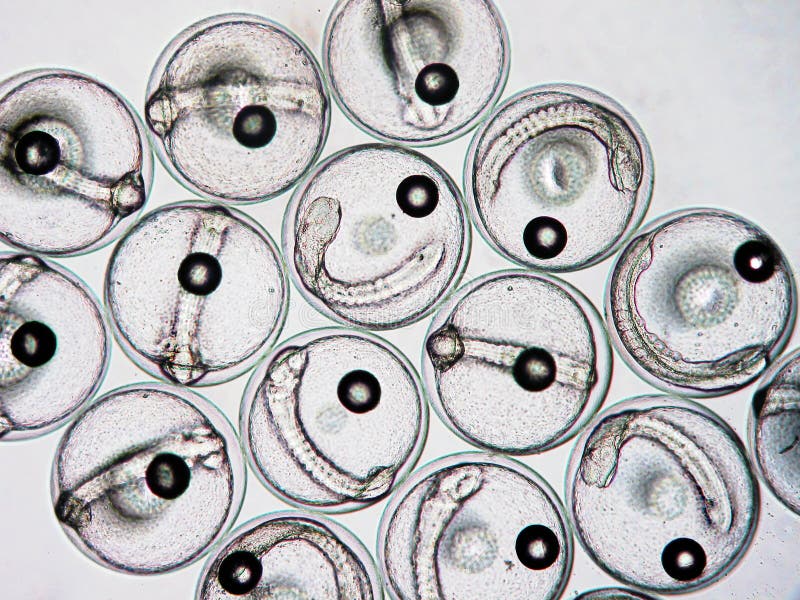 View on developing fish eggs under research microscope