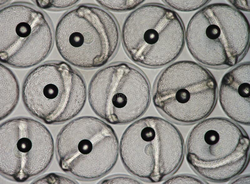 View on developing fish eggs under light microscope using a simple digital camera