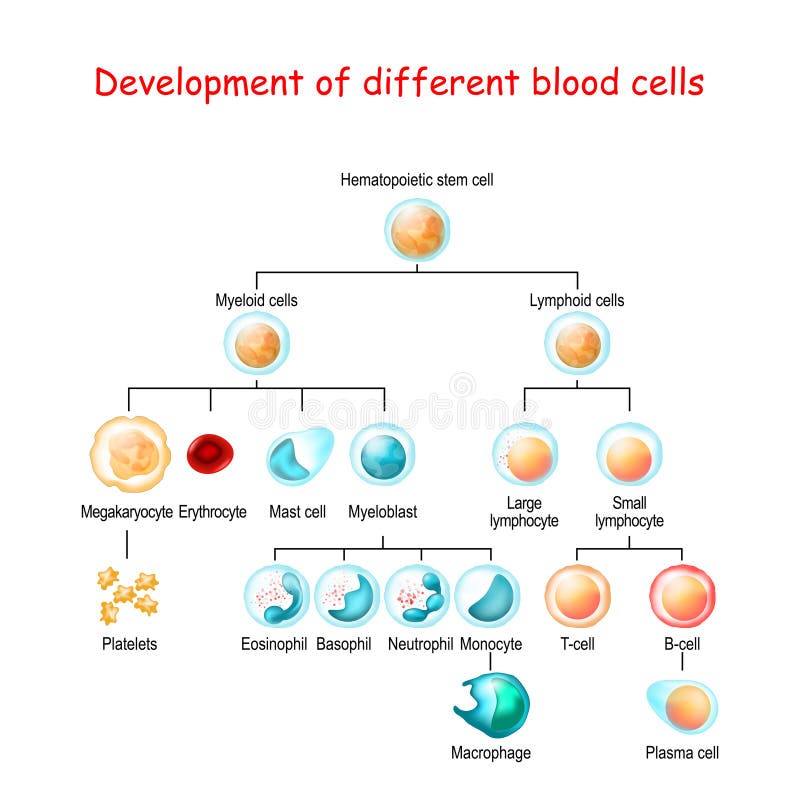 Development of different blood cells from haematopoietic stem cell to mature cells stock illustration