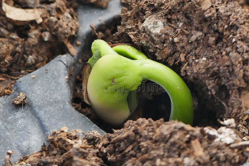 Development of a Newly Sprouting Bean Seed in Soil Stock Image Image