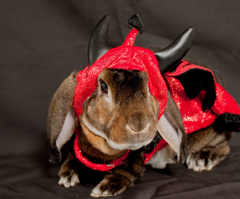 Devil Bunny Stock Photos Free & RoyaltyFree Stock Photos from Dreamstime