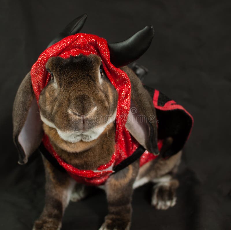 Devil Bunny stock photo. Image of dark, rabbit, closeup 63974102