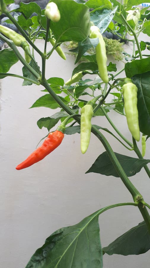 The Devil Is Spicy Devil Chili, Why is it Called that, because it Has a High Level of