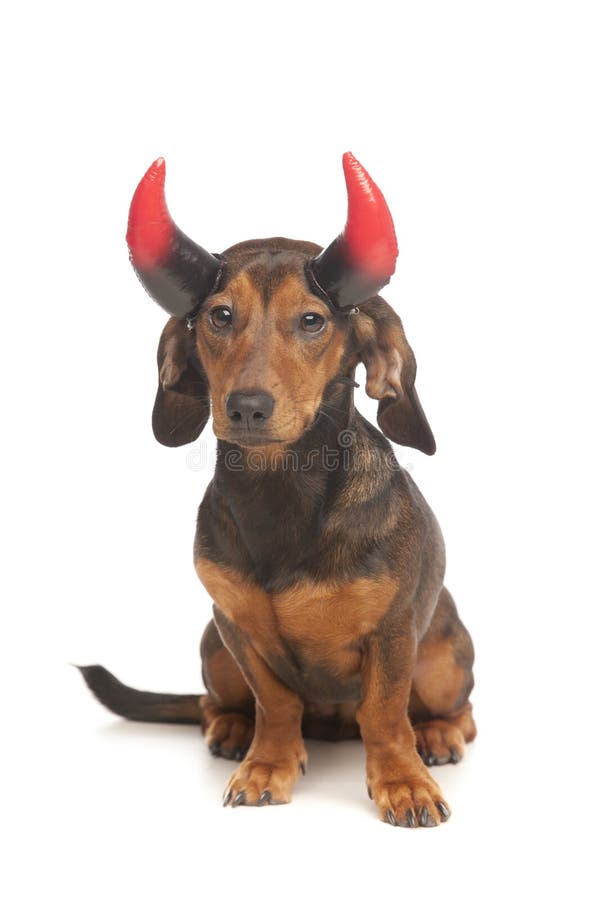Devil dachshund stock image. Image of doggy, brown, white 23835927