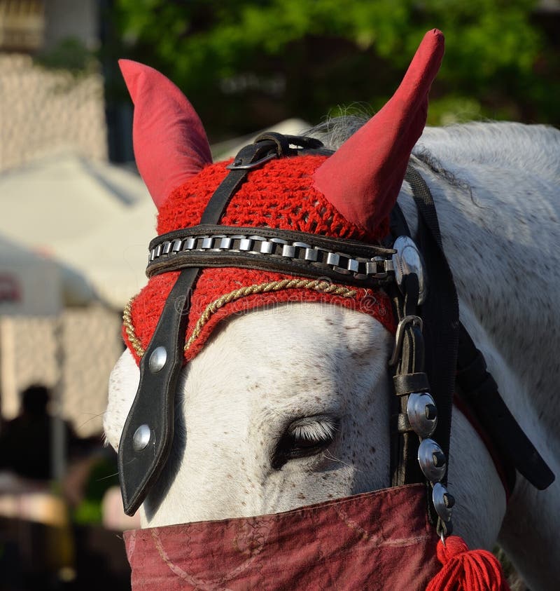 Devil horse stock photo. Image of historic, devil, horse 34486126