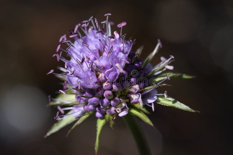 Devil`s bit or devil`s bit scabious flower royalty free stock photo