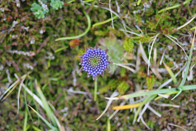 Devil`s bit scabious flower in bud royalty free stock image