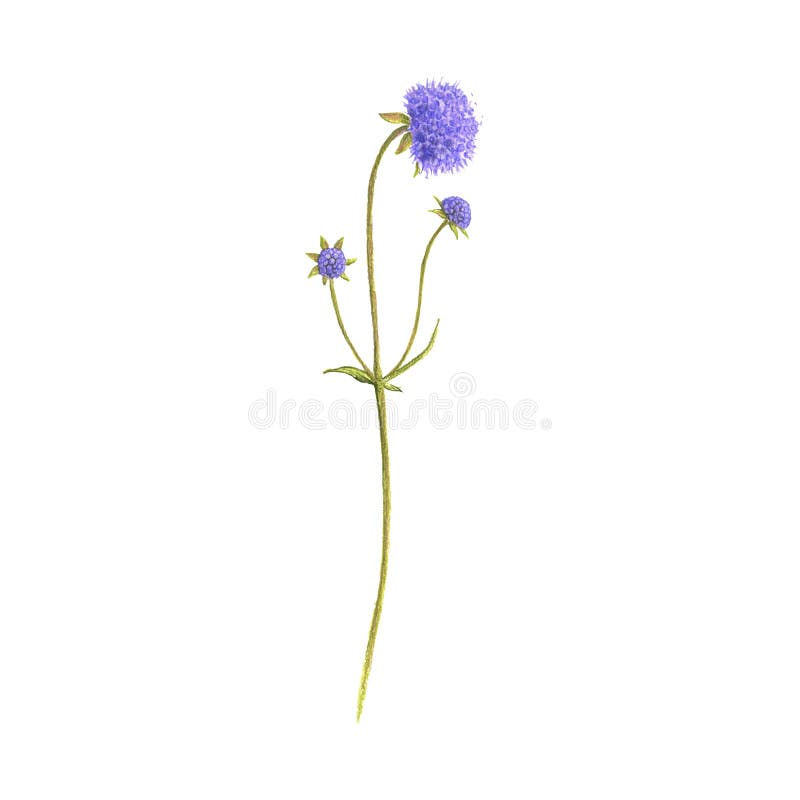 Devil`s-bit scabious flower, drawing by colored pencils stock images