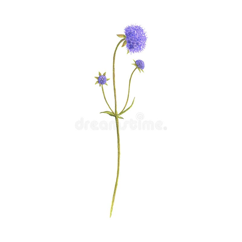 Devil`s-bit scabious flower, drawing by colored pencils royalty free stock photo