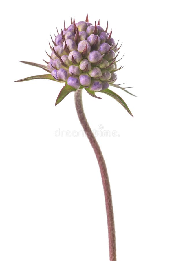 Devil`s-bit scabious stock photo