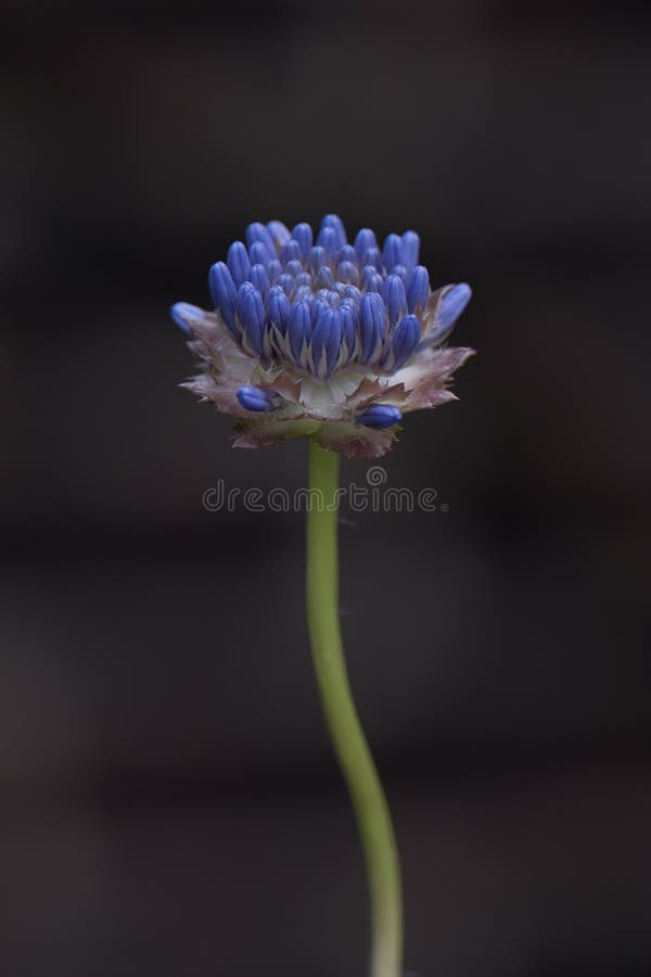 Devil`s-bit scabious, Succisa pratensis, close-up budding flower stock images