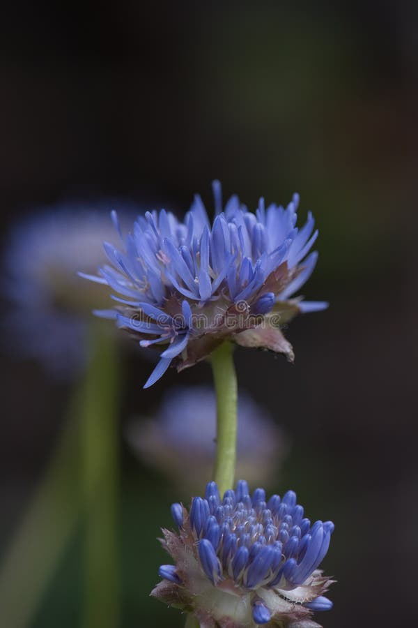 Devil`s-bit scabious, Succisa pratensis, close-up budding flowers royalty free stock photos