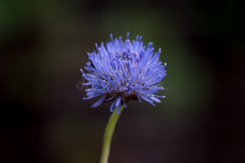 Devil`s-bit scabious, Succisa pratensis, close-up flower stock photography