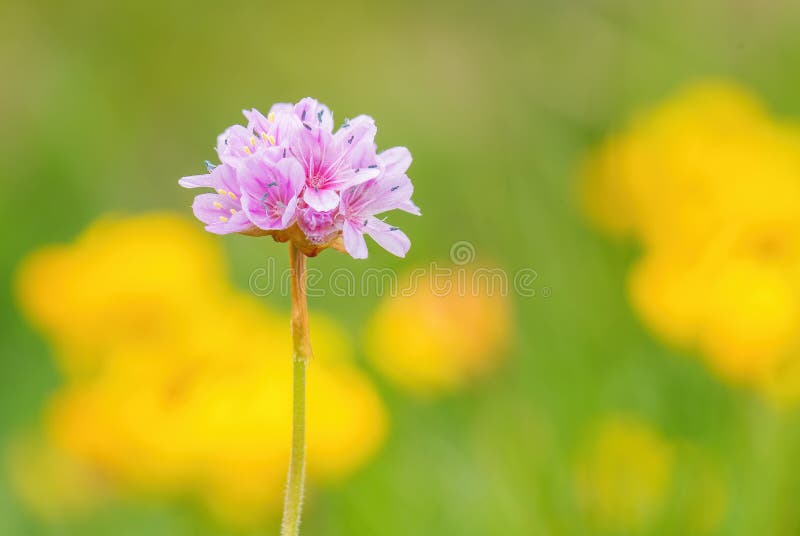 Devil`s-bit Scabious - Succisa pratensis stock photography