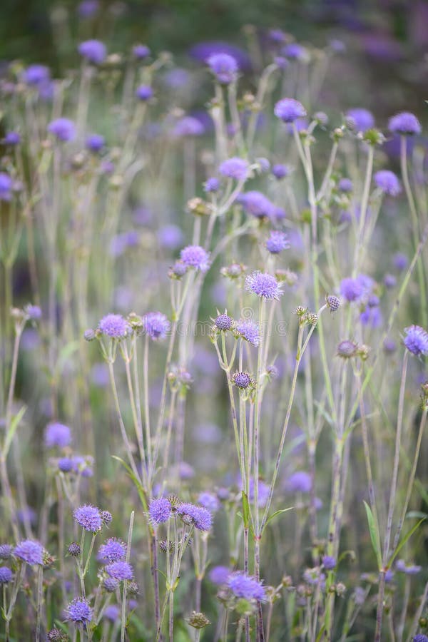 Devil`s-bit scabious, Succisa pratensis, flowering plant stock photography