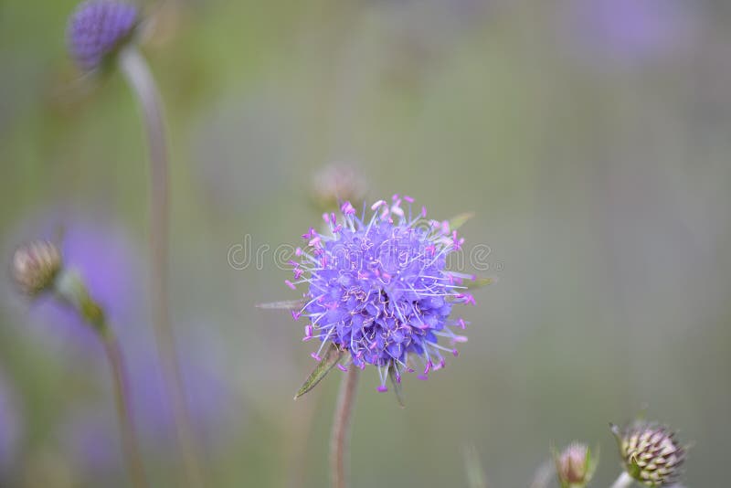Devil`s-bit scabious, Succisa pratensis, flowers stock photos