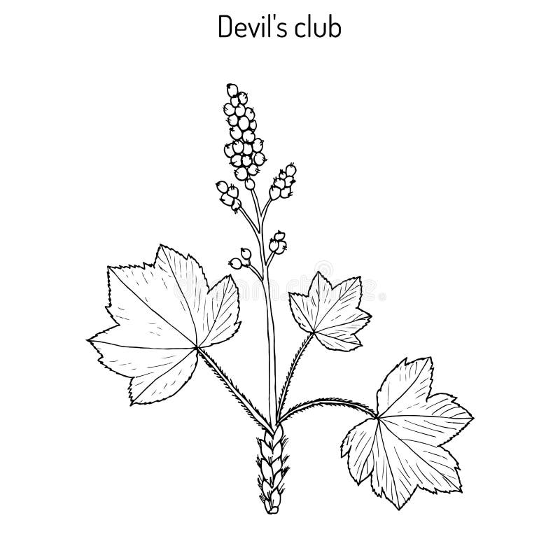 Devil s club or walking stick Oplopanax horridus , medicinal plant