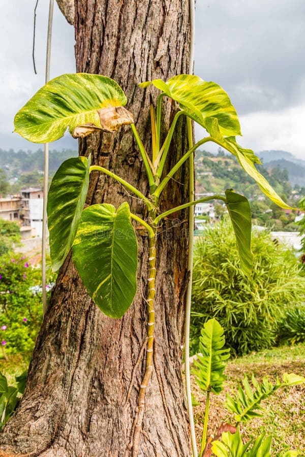 Devli`s Ivy plant stock photo. Image of design, environment 115359302