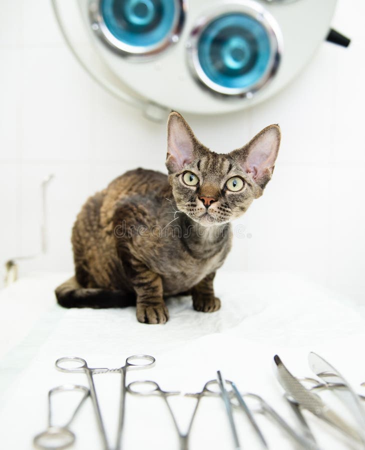 Devon Rex Cat In Veterinary Clinic Near Medical Tool Stock Photo
