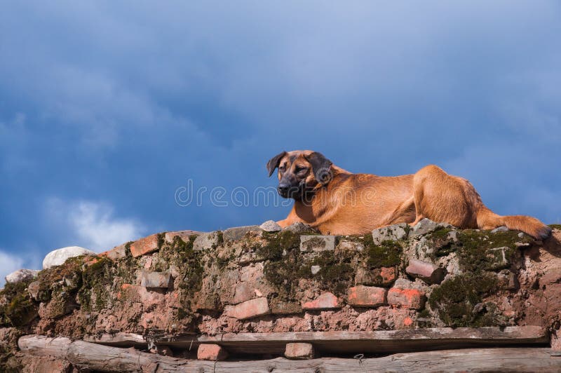 A devoted dog stock image. Image of face, gold, gate 43336369
