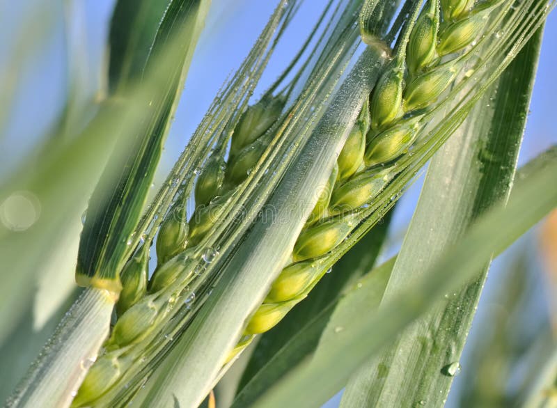 Dew on barley