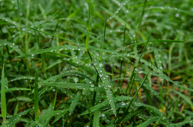 Dew of Blades of Grass stock photo. Image of nature, background 44131498