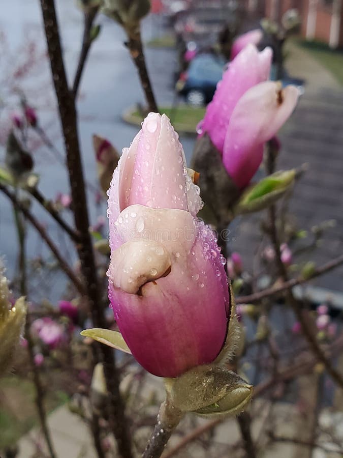 Dew on the Blooming Buds stock photo. Image of buds 147332210