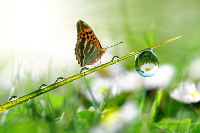 Dew and butterfly