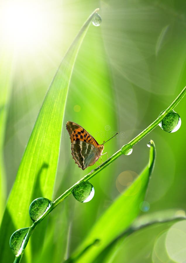 Dew and butterfly