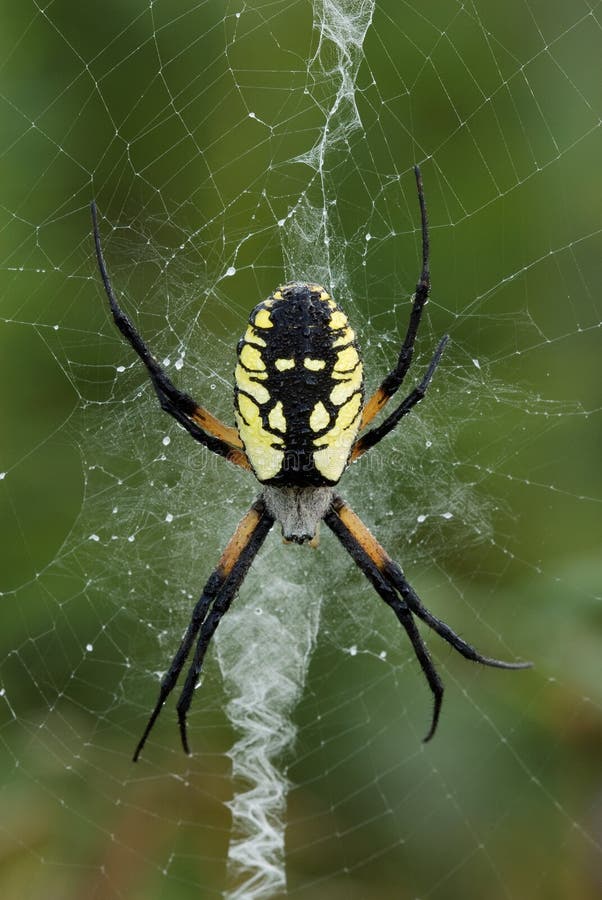 A closeup of a dew-covered, yellow garden spider (Argiope aurantia) on its web in a garden in Barry Co., Michigan. A closeup of a dew-covered, yellow garden spider (Argiope aurantia) on its web in a garden in Barry Co., Michigan.