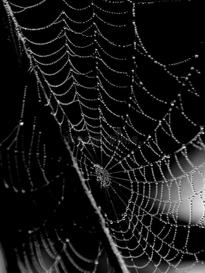 Spider web that is drenched with dew. Water drops sparkle. Black and white. High contrast. Spider web that is drenched with dew. Water drops sparkle. Black and white. High contrast.