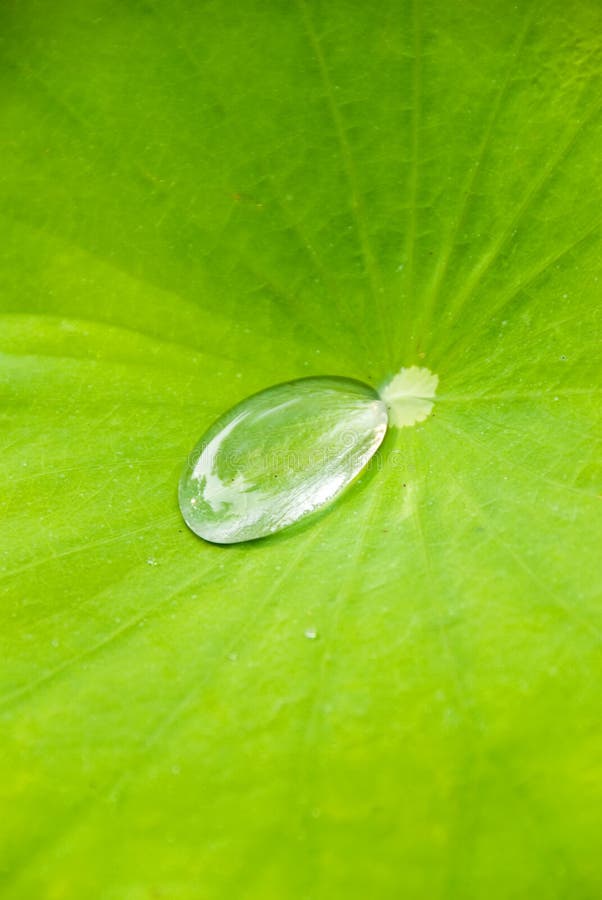 Dew drop