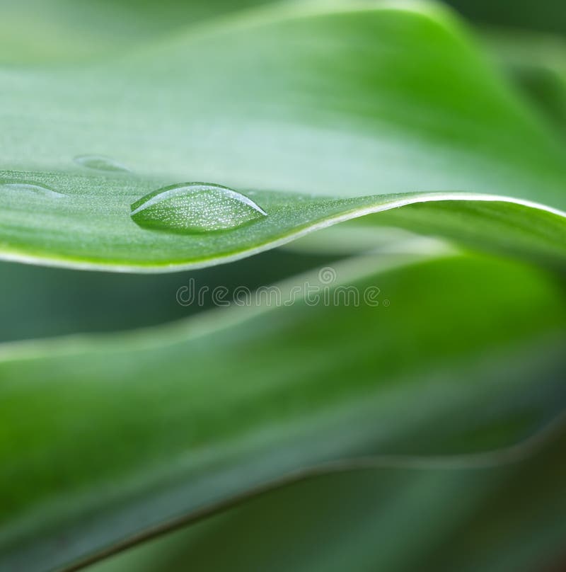 Dew drop