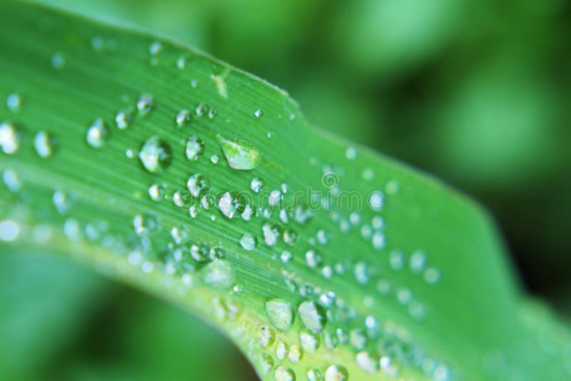 195 Dew Drop Corn Leaf Photos - Free & Royalty-Free Stock Photos from  Dreamstime