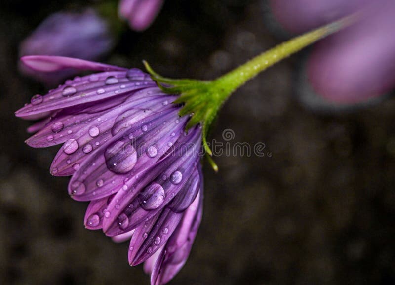 Drooping Daisy stock photo. Image of blossom, uniqueness 12400438