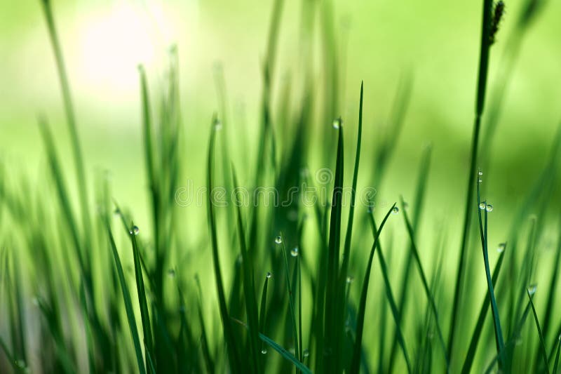 Dew drop on the green grass. beautiful macro nature background