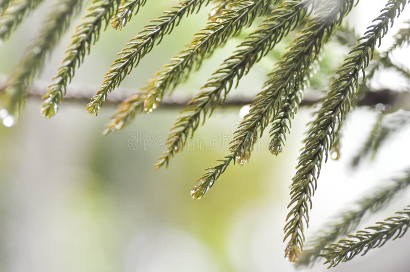 Dew drop on pine leaf