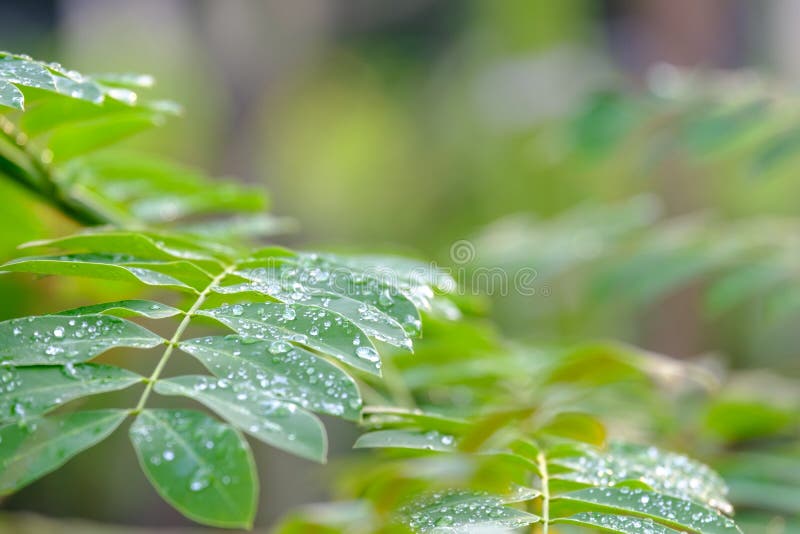 Dew droplets on green leaves, water drops after rain Green leaf