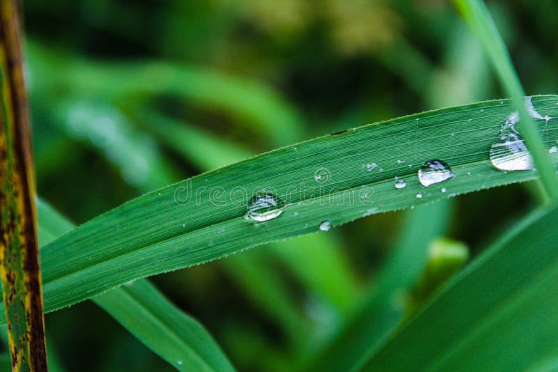 Dew Drops on a Blade of Grass Stock Image Image of nature, grass