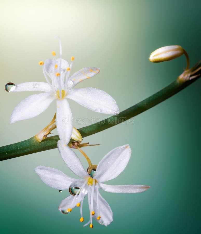  Dew  Drops  On Blossoming White  Flowers  Stock Photo Image 