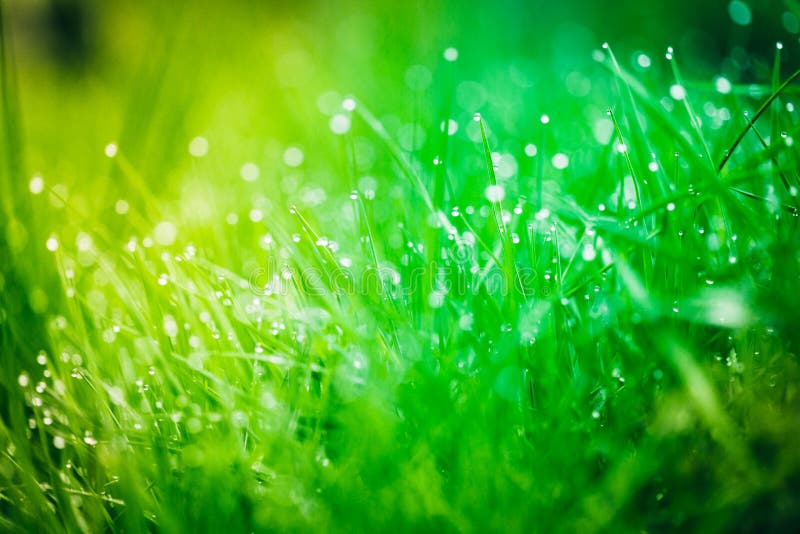Dew Drops on Bright Green Grass Stock Photo Image of ground, humid
