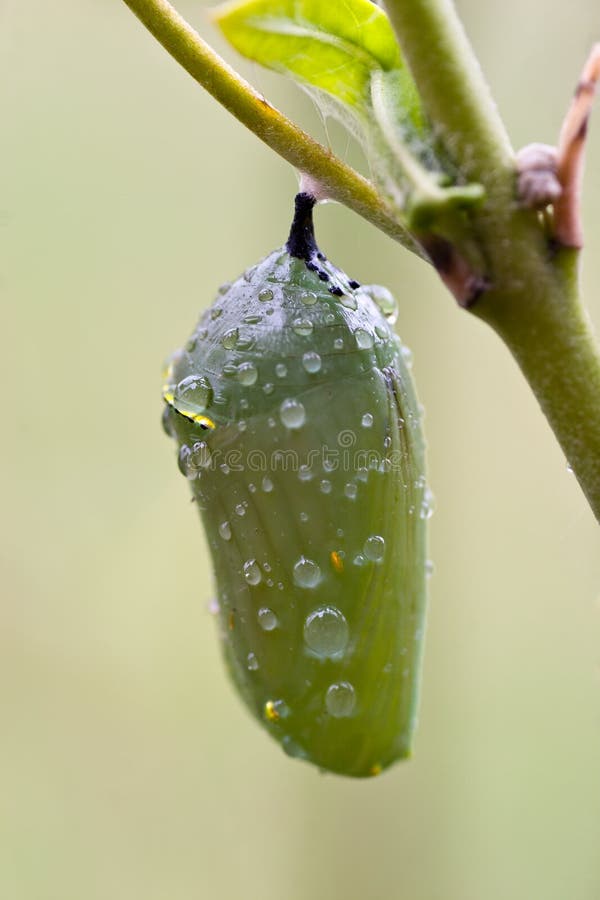 Dew drops on Chrysalis