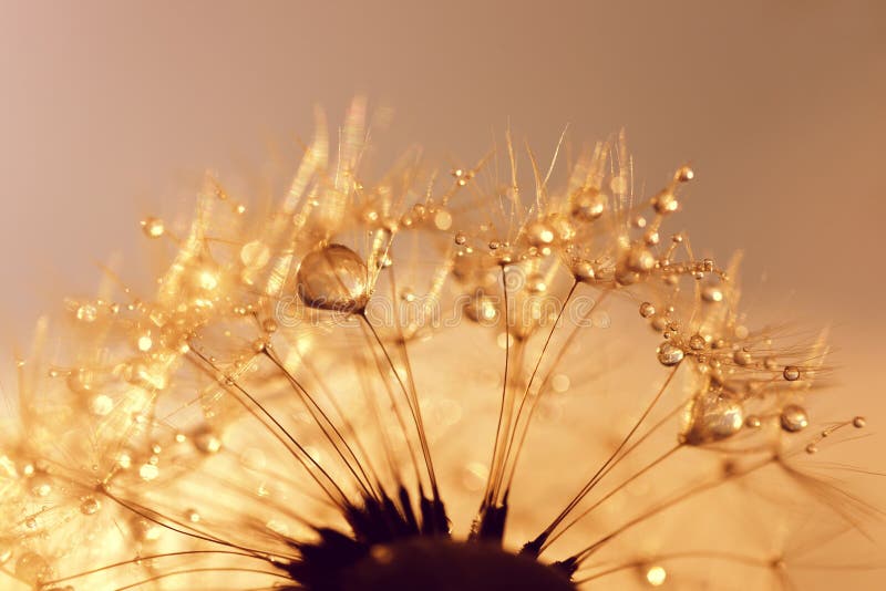 Dew drops on a dandelion seeds at sunrise close up.
