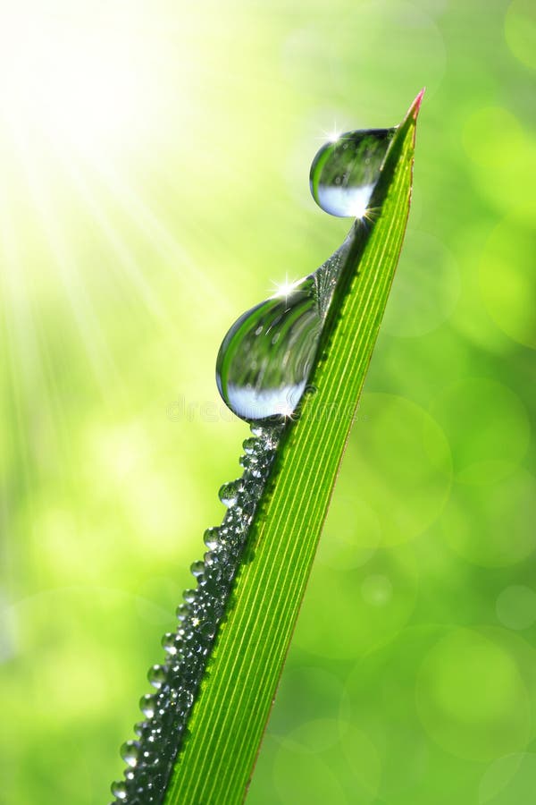 Dew drops royalty free stock photos