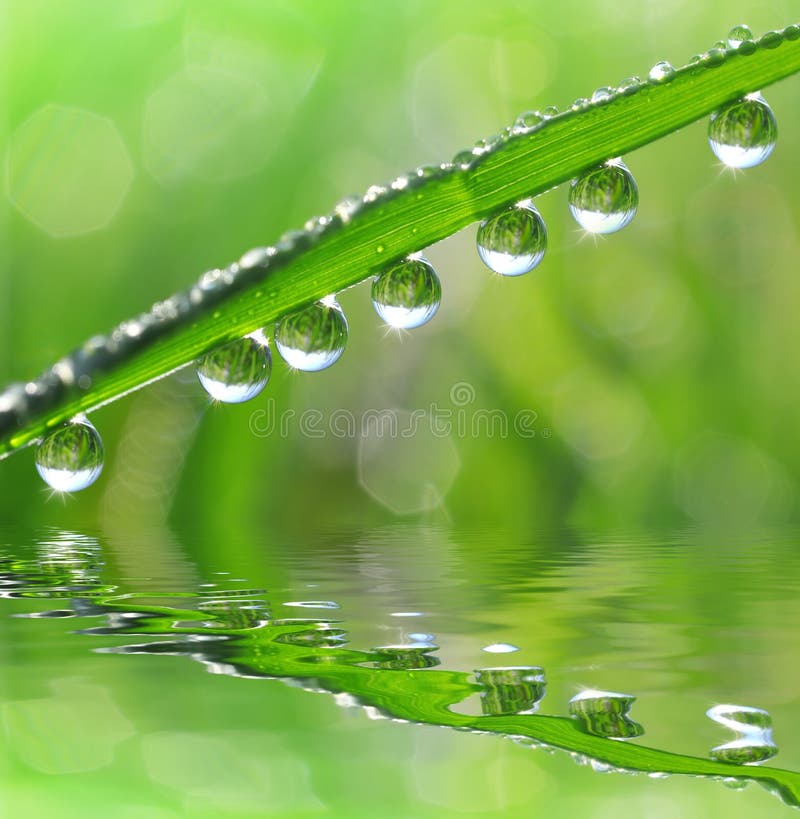 Dew drops royalty free stock images