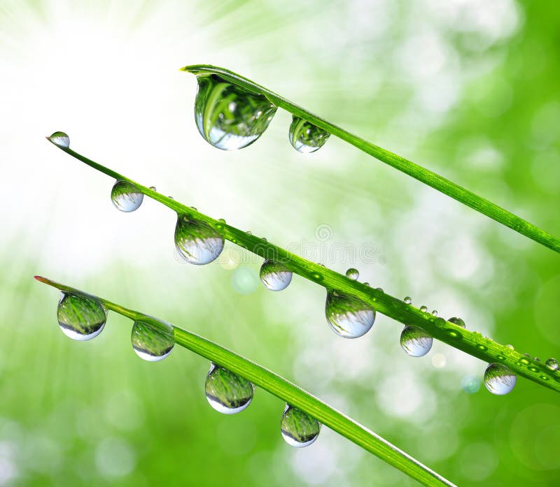 Dew drops stock photo